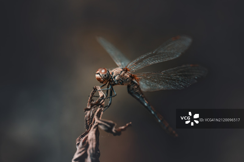 蜻蜓在树枝上的特写图片素材