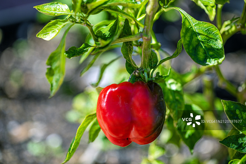 美国德克萨斯州植物上生长的番茄特写图片素材