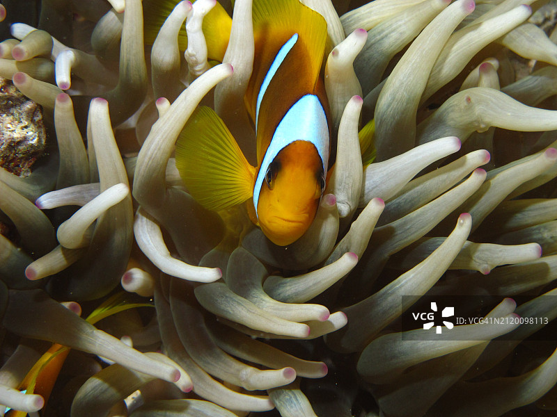 海葵鱼在海中畅游的特写图片素材