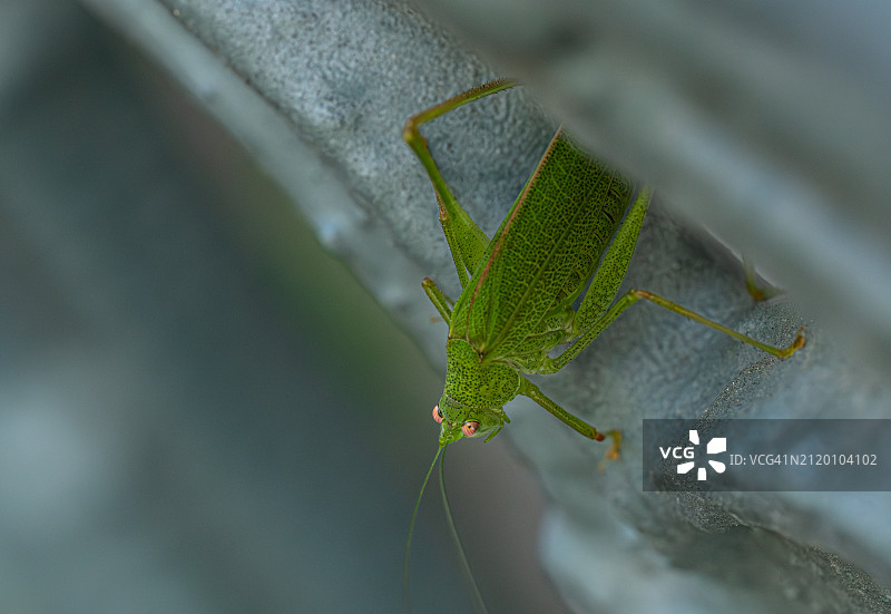 树叶上的蚱蜢特写图片素材