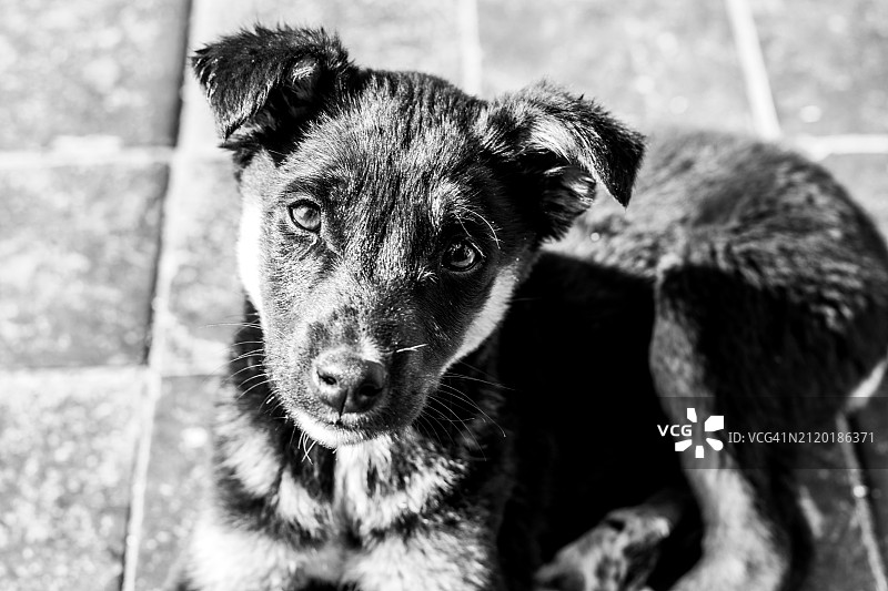 可爱的小狗黑白照图片素材