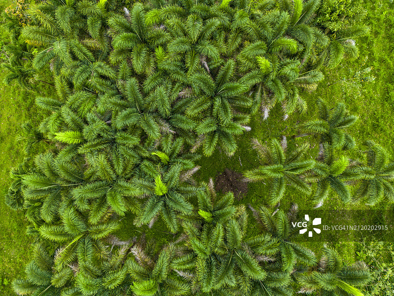 哥斯达黎加丛林鸟瞰图图片素材