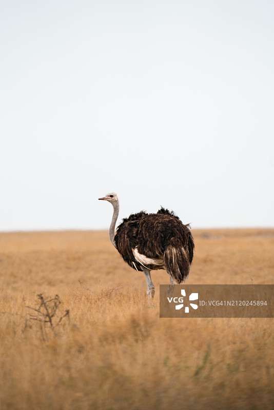 鸵鸟栖息在草地上的侧面图，纳米比亚奥沙纳图片素材