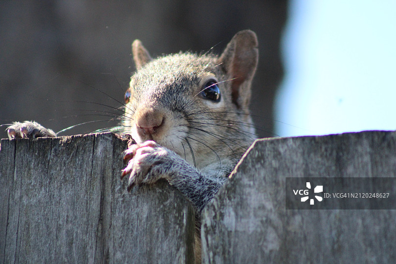灰色美洲红松鼠在木头上特写，美国佛罗里达州皮内拉斯公园图片素材