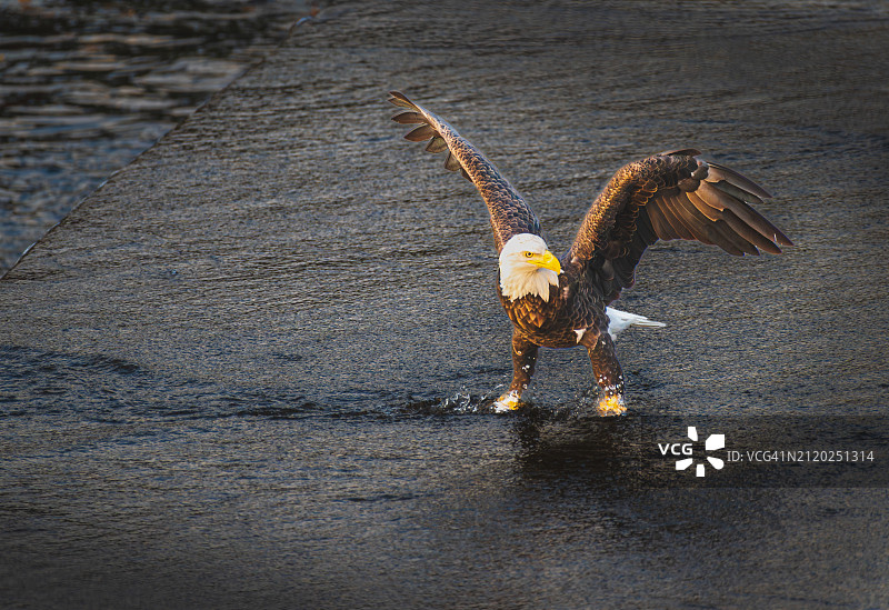 白头海雕飞越海面（美国马萨诸塞州梅德福市）图片素材