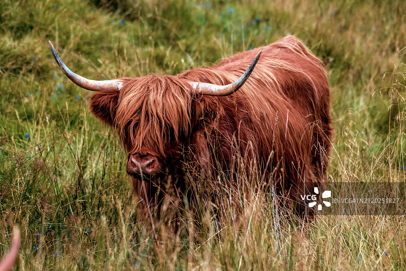 站立在田野上的高地牛，英国图片素材