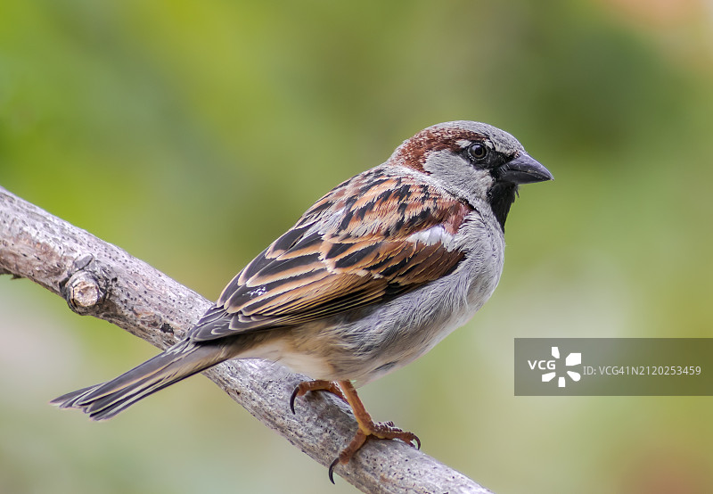 雀鸟栖息在树枝上的特写图片素材
