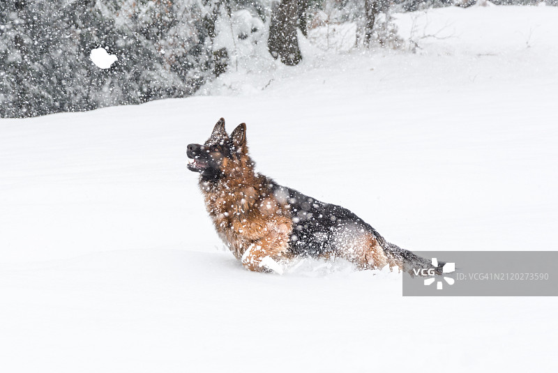在雪地上奔跑的狗的侧视图图片素材