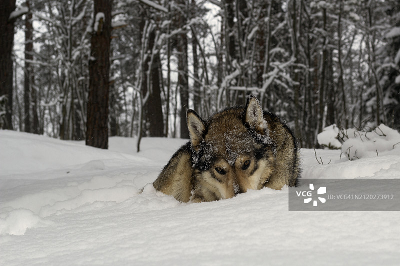 雪地里的小狗肖像图片素材