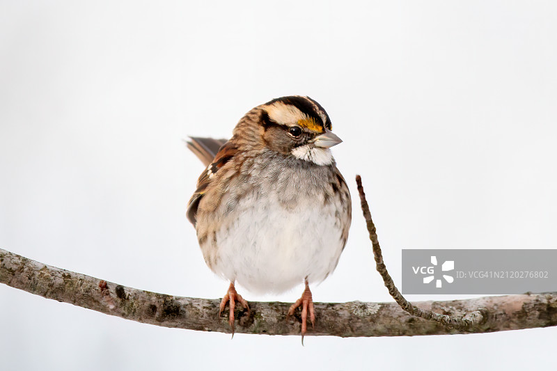 雀鸟栖息在树枝上的特写图片素材