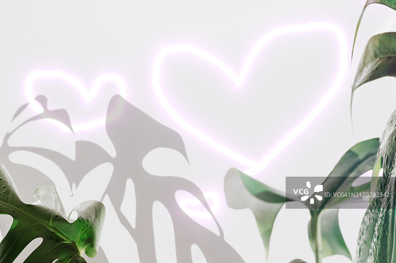 绿色的龟背竹叶背景，白色背景上的阴影和明亮的粉红色心形图片素材