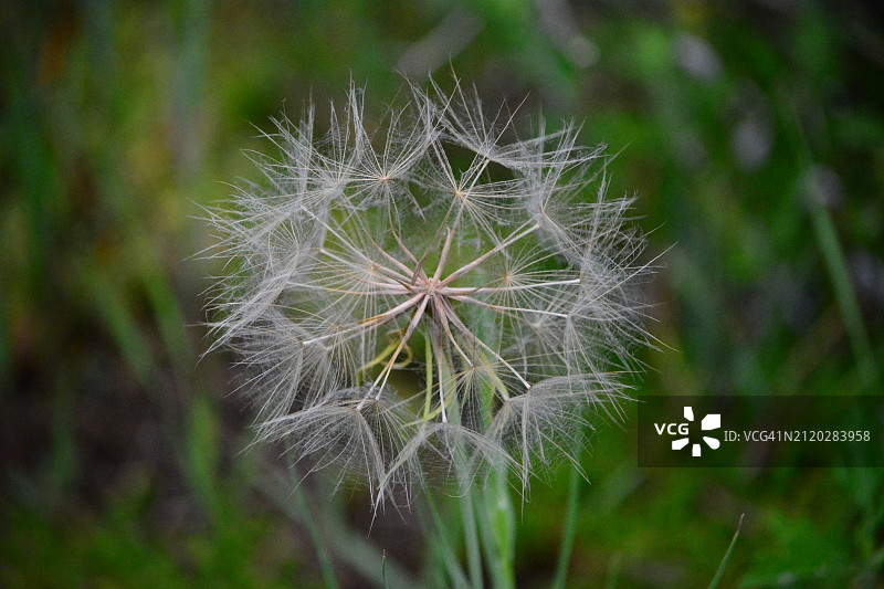 植物上的蒲公英特写图片素材