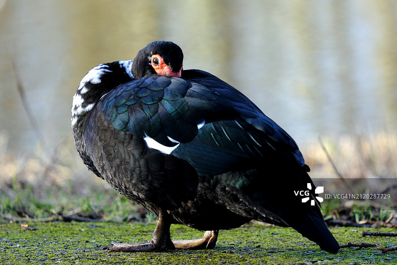 栖息在田野上的鸭子特写图片素材