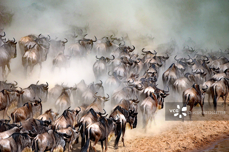 一群羊图片素材