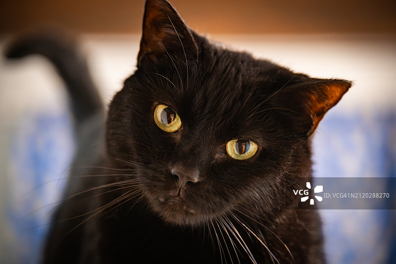 黑猫肖像特写，美国弗吉尼亚州图片素材