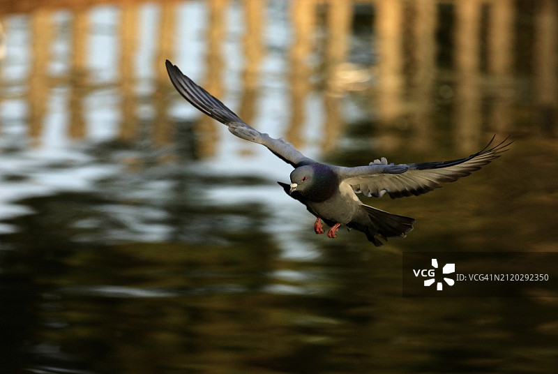 鸬鹚飞越湖面的高角度视图图片素材