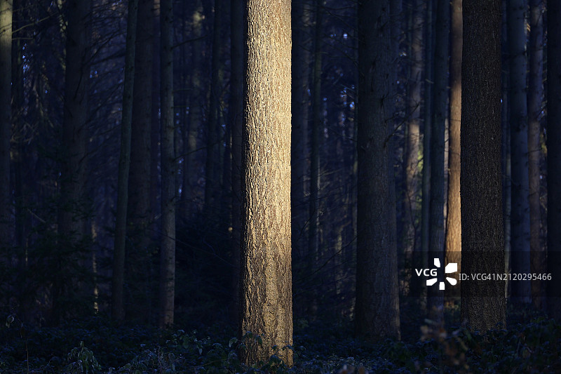 森林中的树木图片素材