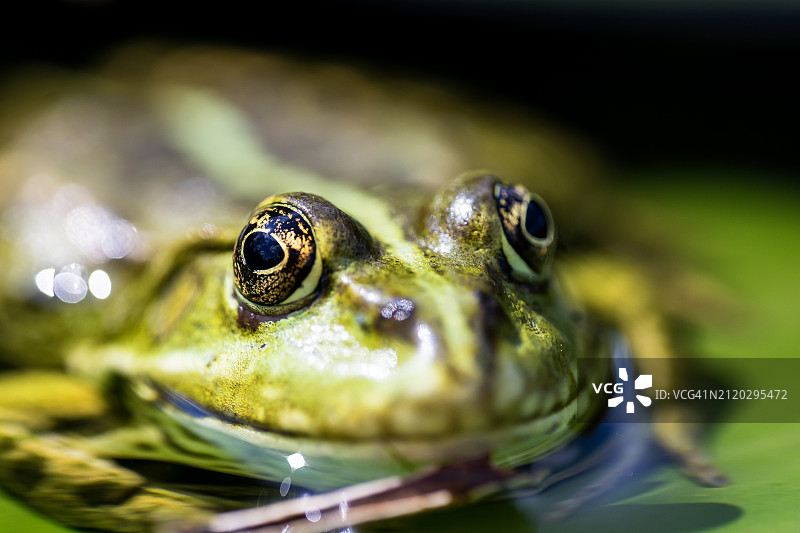 德国湖中青蛙的特写镜头图片素材