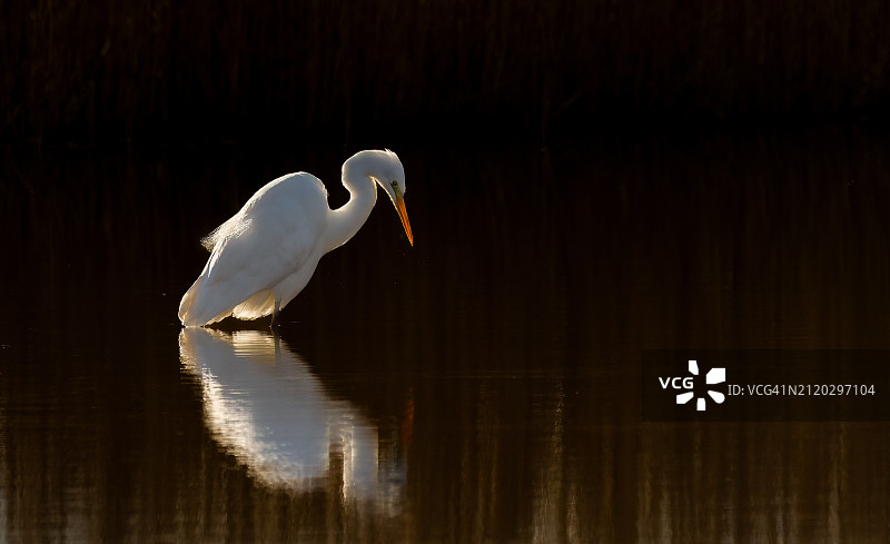 栖息在湖中的苍鹭特写图片素材