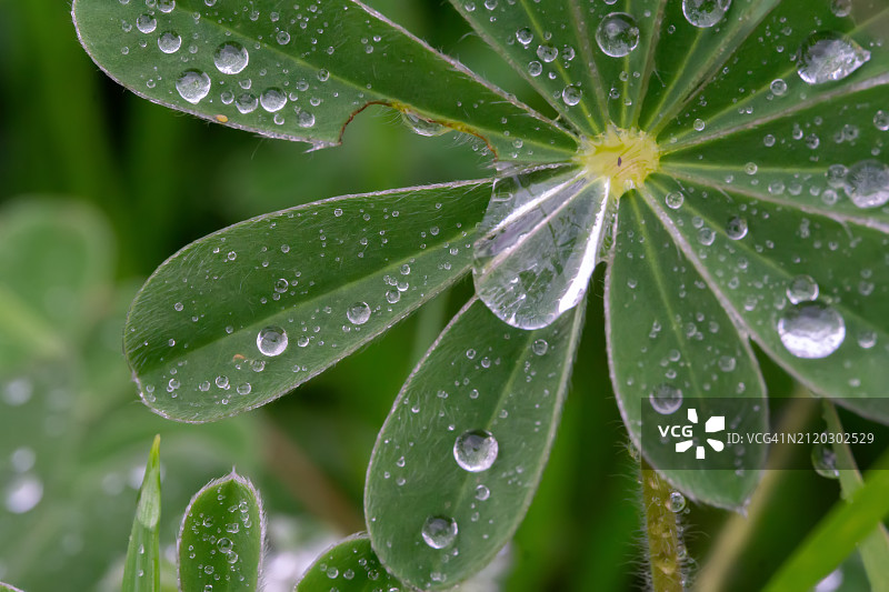 雨季潮湿的植物叶片特写图片素材