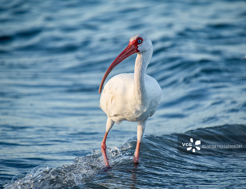 美国佛罗里达州长船礁湖中栖息的朱鹭侧视图图片素材