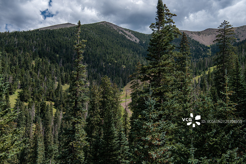 亚利桑那州松树林全景图片素材