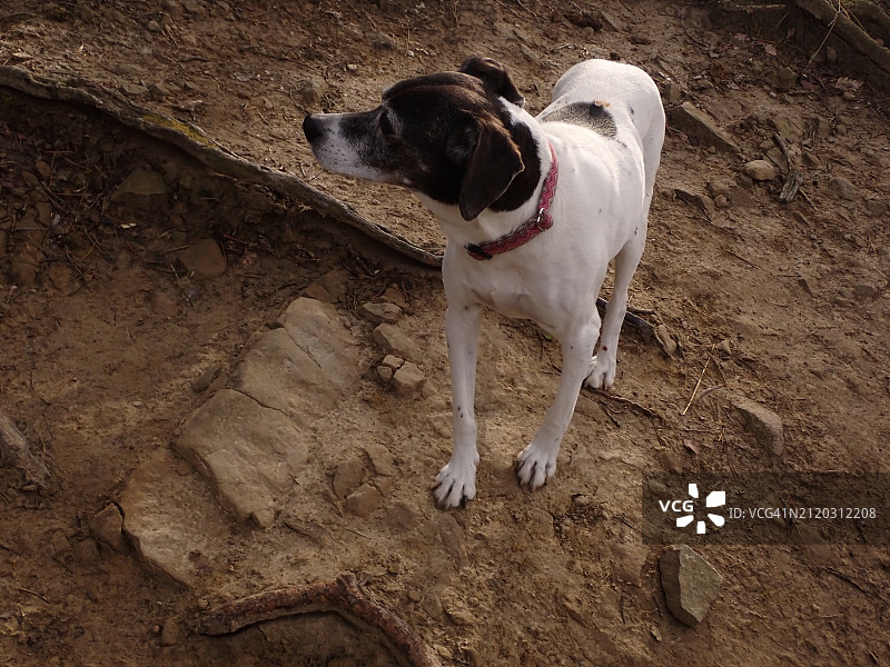 高角度拍摄的纯种犬站在田野上图片素材