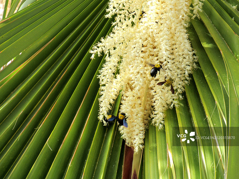 棕榈树叶子特写图片素材