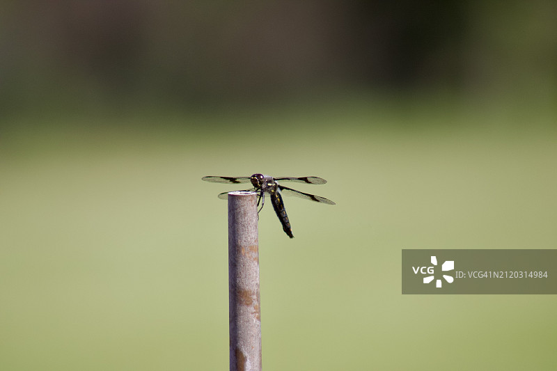 蜻蜓在植物上的特写图片素材