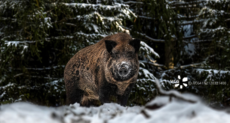 冬天站在森林里的熊的肖像图片素材