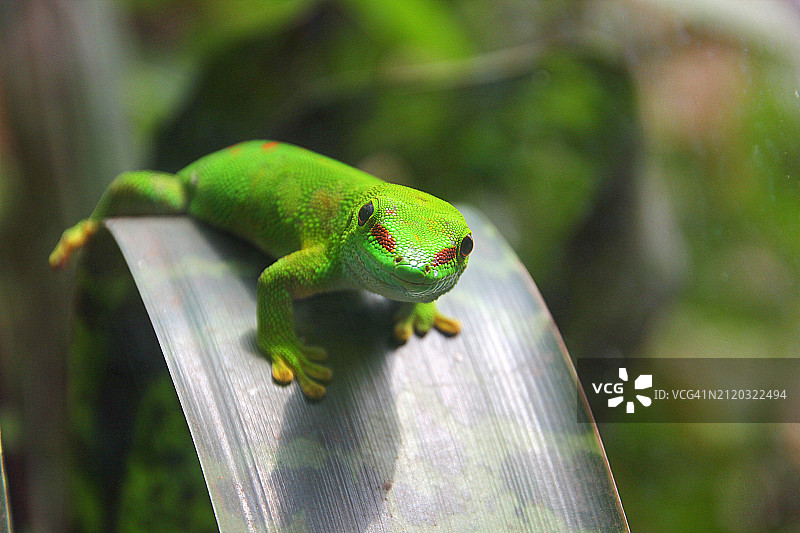 树上的绿色壁虎特写图片素材