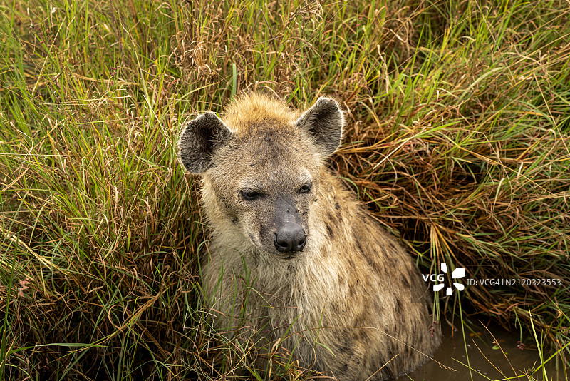 肯尼亚马赛马拉草原上，鬣狗袭击猎物后在边缘等待图片素材