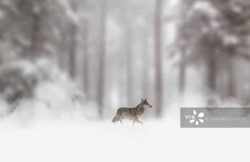 波兰灰狼在雪地里行走的侧视图图片素材