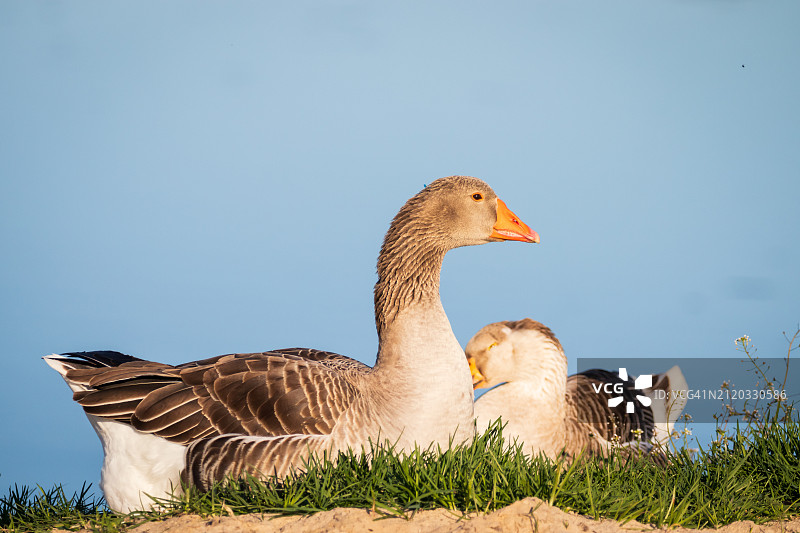 母绿头鸭图片素材