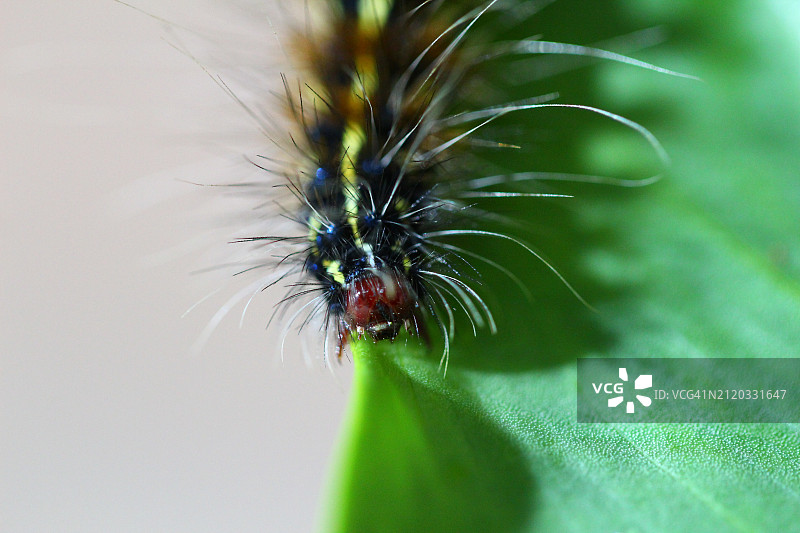昆虫在植物上的特写图片素材