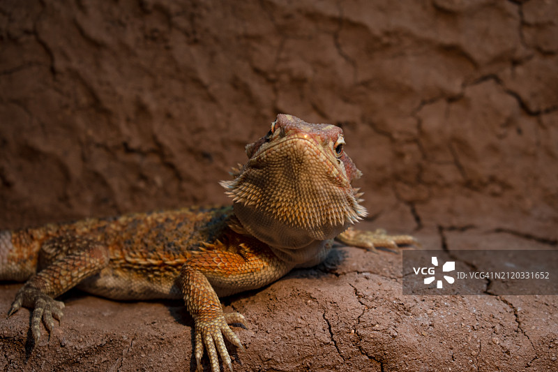 胡须龙特写，美国佛罗里达州布雷登顿图片素材