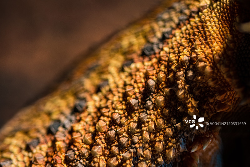 蜜蜂在蜂窝上（美国佛罗里达州布雷登顿）的特写图片素材