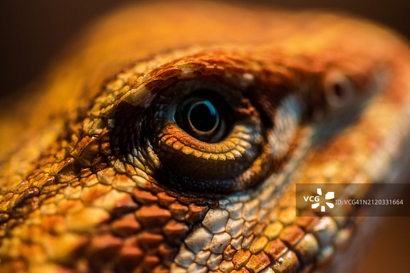 大胡子龙的特写，布雷登顿，佛罗里达州，美国图片素材