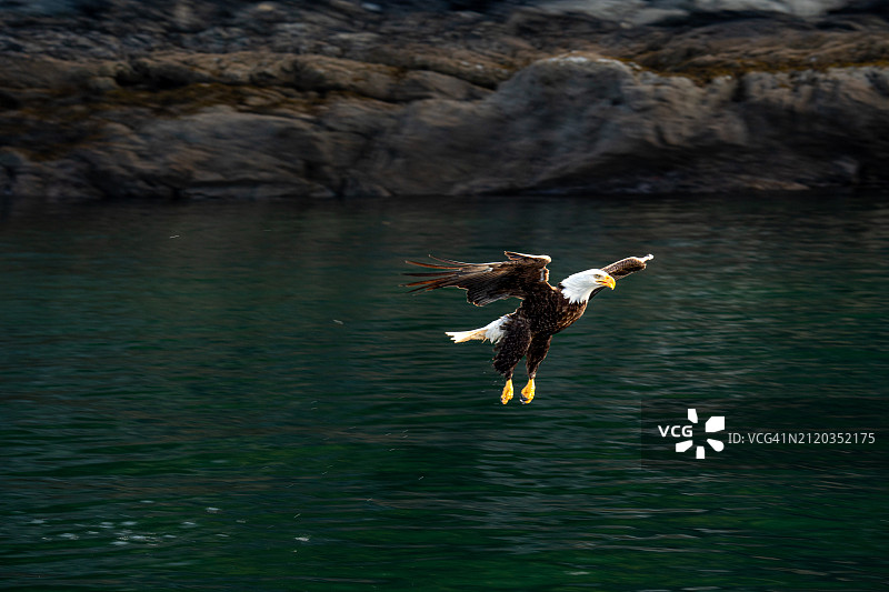 美国阿拉斯加州克奇坎，秃鹰飞越海洋的高角度视图图片素材