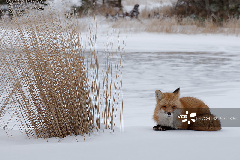 法国的红色狐狸图片素材