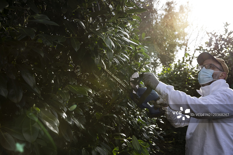 在阳光明媚的春日，男人使用电动绿篱修剪机修剪高大的树篱，同时戴着口罩以防花粉过敏图片素材