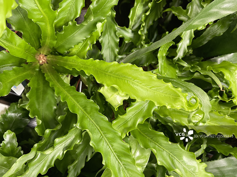 近距离观察的日本鸟巢蕨图片素材