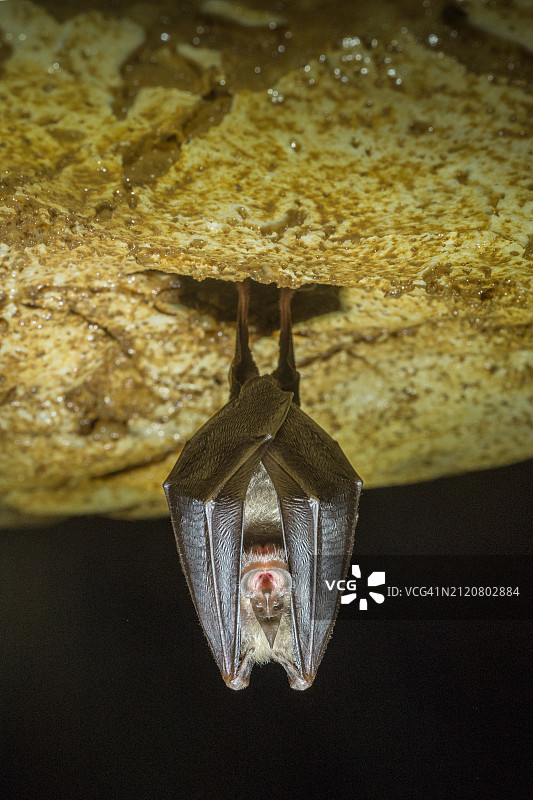 小蹄蝠图片素材