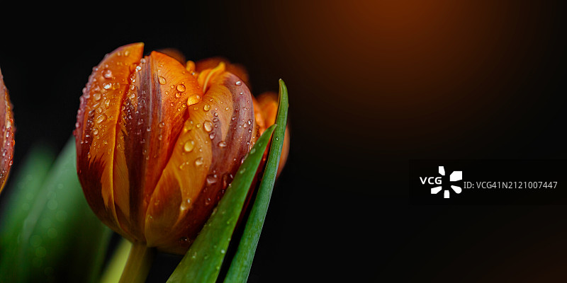 郁金香花卉宏观细节贺卡或网页设计图片素材