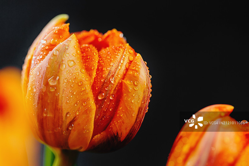 郁金香花卉宏观细节贺卡或网页设计图片素材