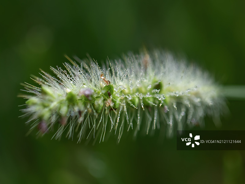 特写镜头下的狐尾草上的晨露图片素材