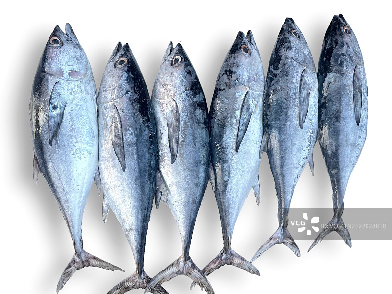 白色背景上的新鲜鱼图片素材