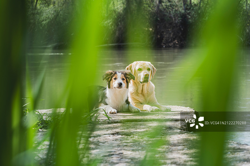 宁静的伙伴：两只狗在水边的木台上休息图片素材