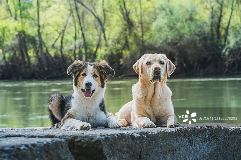 河边享受宁静的两只家犬图片素材