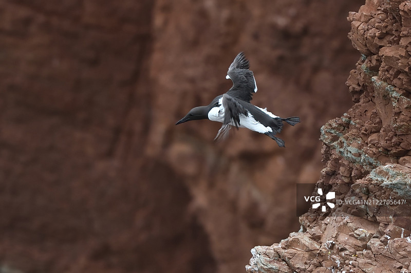 飞过岩石的海鸟特写图片素材